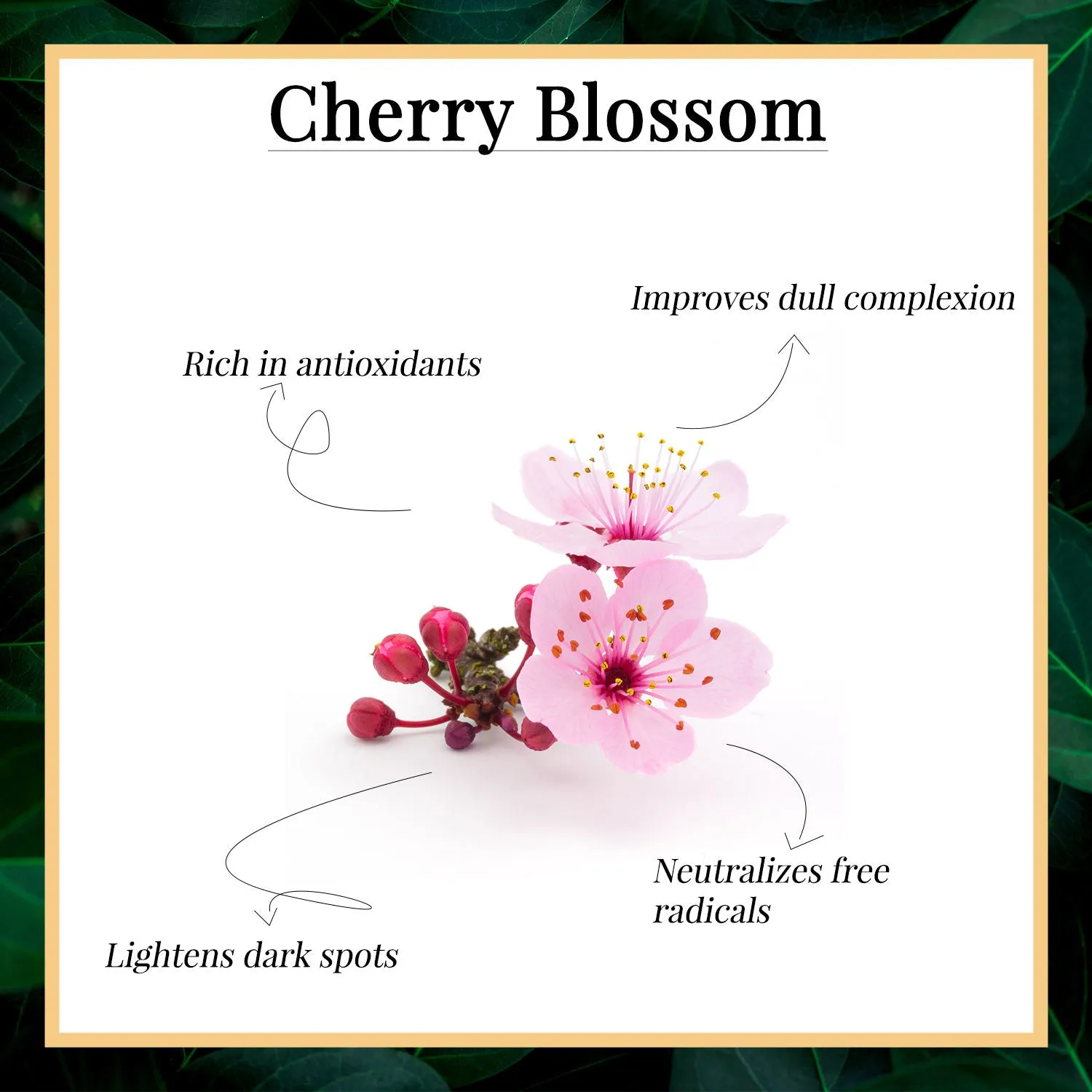 Good Vibes Cherry Blossom Softening Hand Cream | Hydrating, Lightweight, Moisturizing | No Parabens, No Sulphates, No Mineral (50 gm)